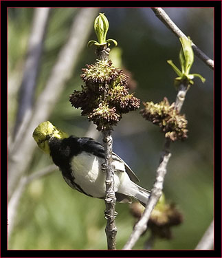 Black-throated Green Warbler