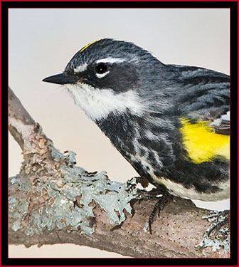 Yellow-rumped Warbler