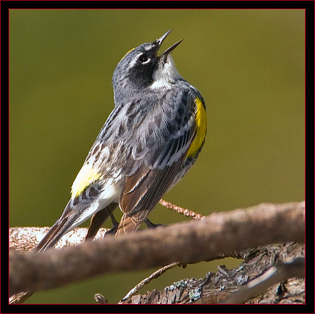 Yellow-rumped Warbler