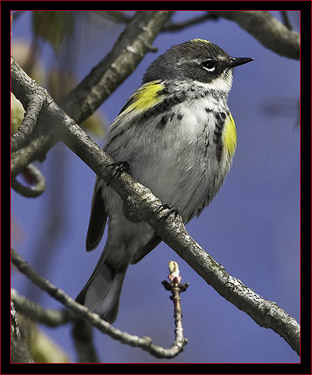 Yellow-rumped Warbler