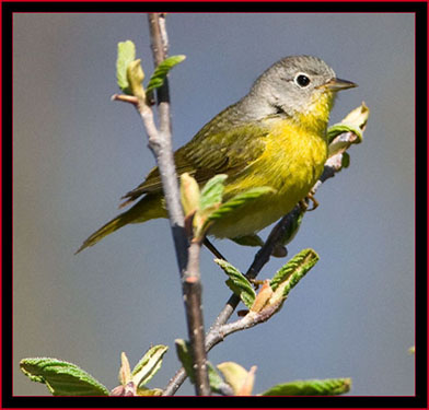 Nashville Warbler