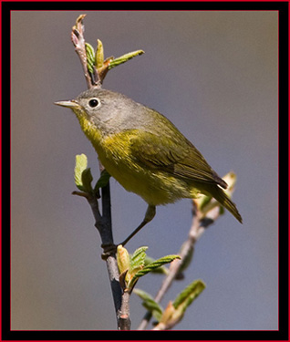 Nashville Warbler