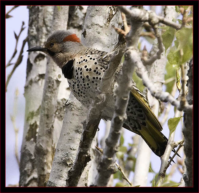 Northern Flicker