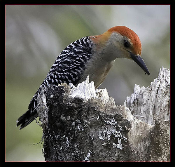 Red-bellied Woodpecker