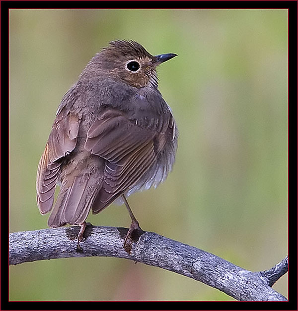 Swainson's Thrush