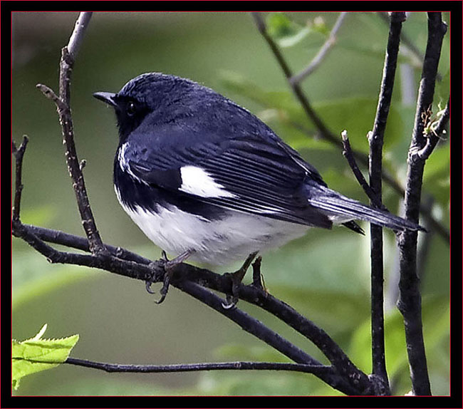 Black-throated Blue Warbler