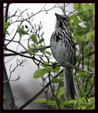 Song Sparrow