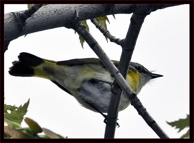 American Redstart - female