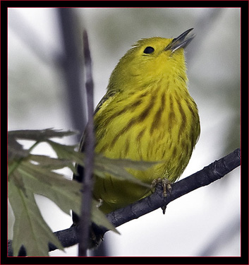 Yellow Warbler