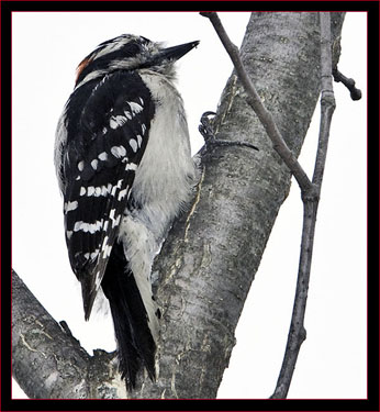 Downy Woodpecker