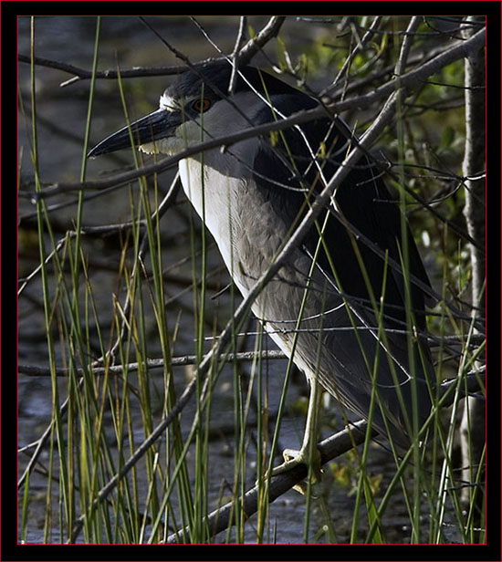 Black-crowned Night Heron