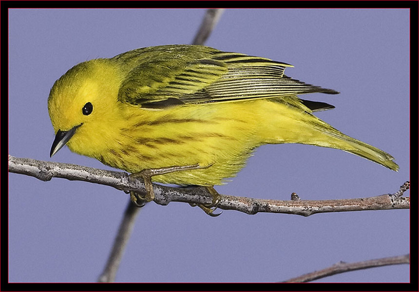 Yellow-Warbler