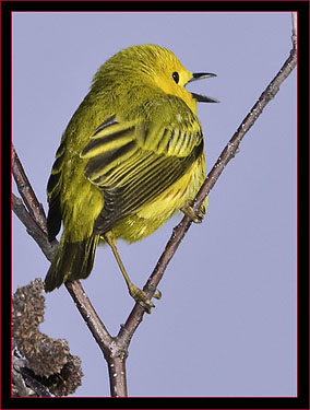 Yellow Warbler Singing