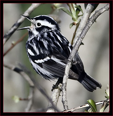  Black & White Warbler Singing