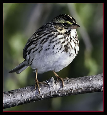 Savannah Sparrow