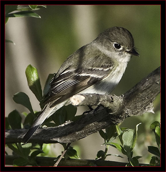 Least Flycatcher