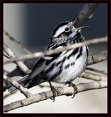 Black & White Warbler Singing