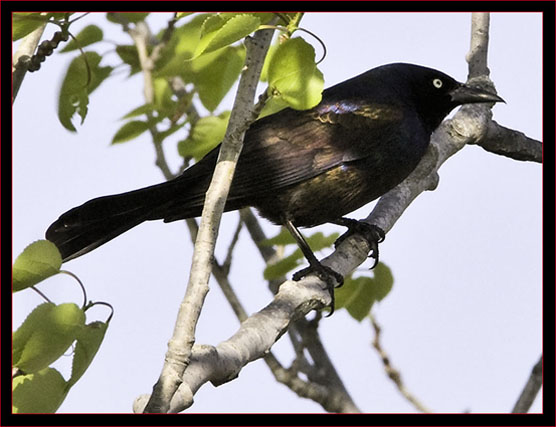 Common Grackle