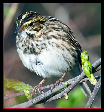 Savannah Sparrow