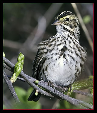 Savannah Sparrow