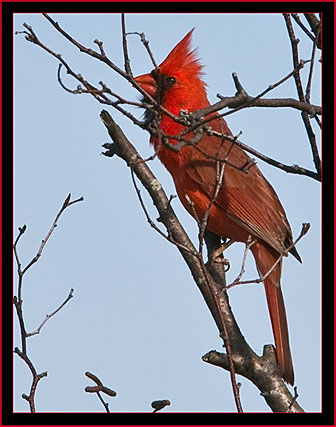 Northern Cardinal