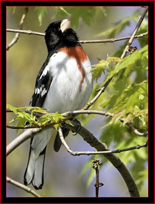 Rose-breasted Grosbeak