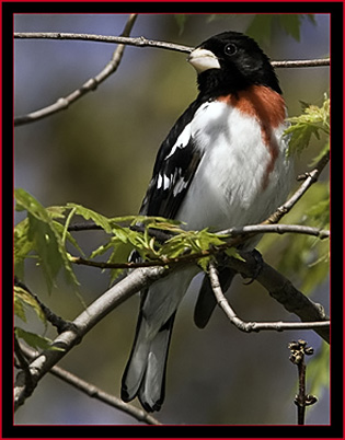 Rose-breasted Grosbeak