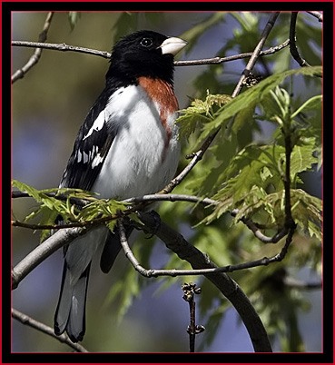 Rose-breasted Grosbeak