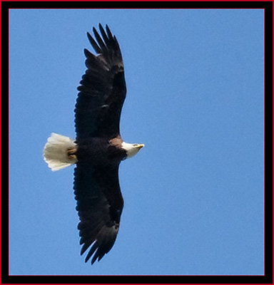 Bald Eagle Flyby