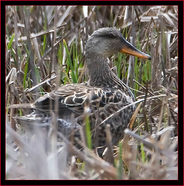 Gadwall