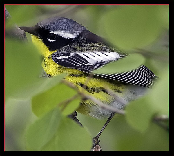 Magnolia Warbler