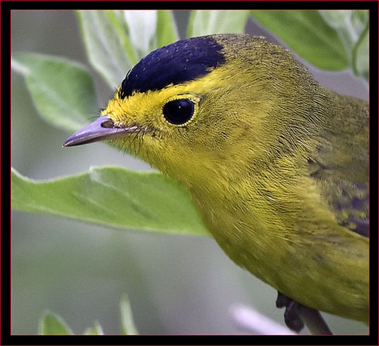 Wilson's Warbler