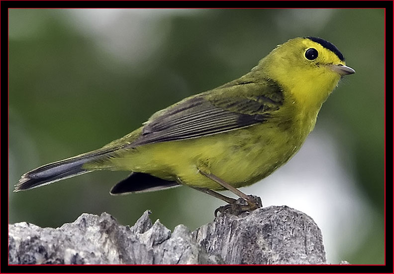 Wison's Warbler