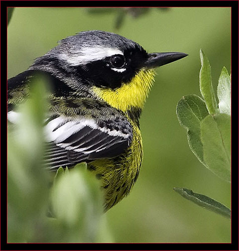 Magnolia Warbler