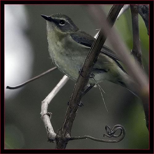 Black-throated Blue Warbler - female