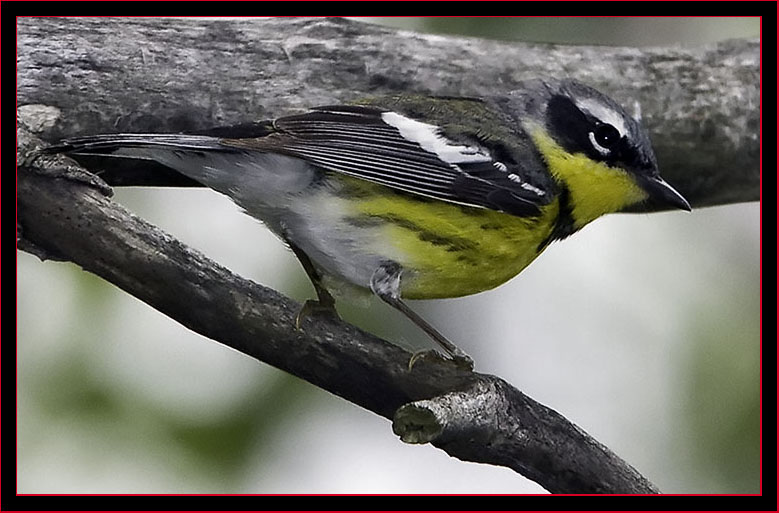 Magnolia Warbler