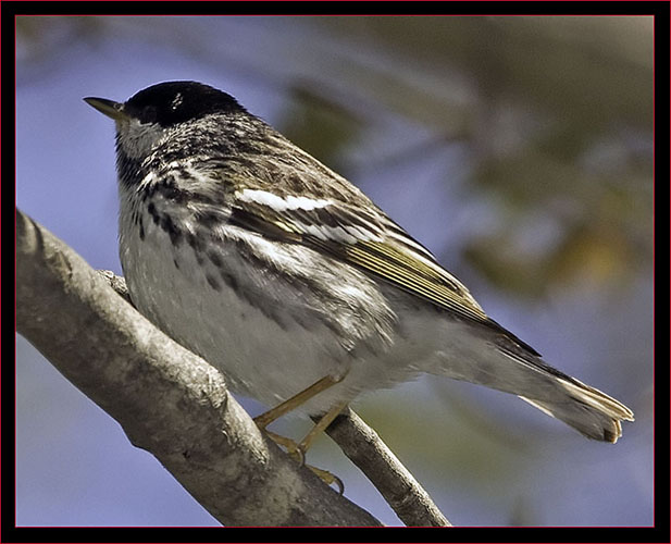 Blackpoll Warbler