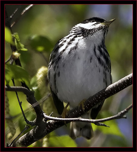 Blackpoll Warbler