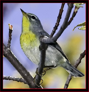 Nothern Parula