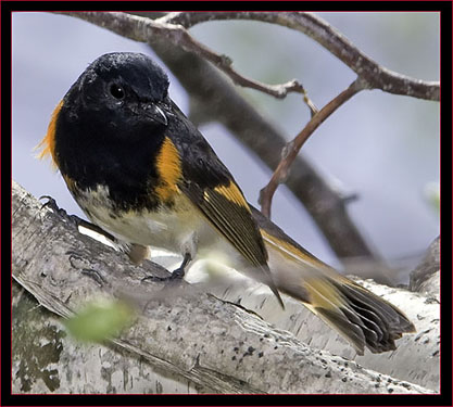 American Redstart