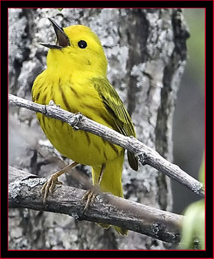 Yellow Warbler