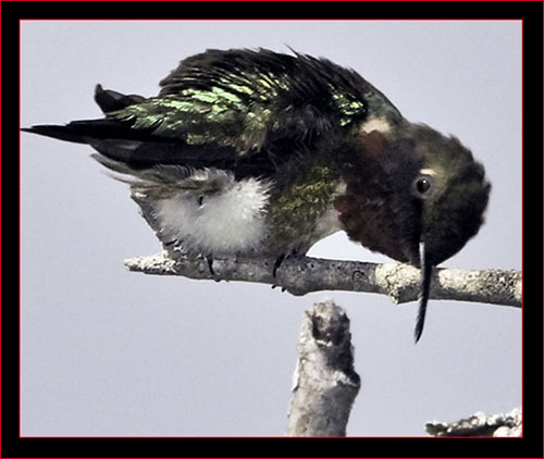 Ruby-throated Hummingbird