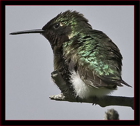 Ruby-throated Hummingbird