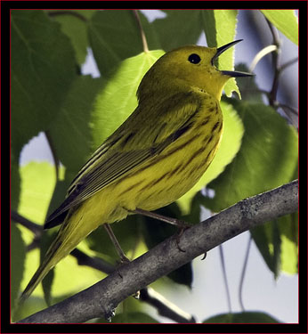 Yellow Warbler