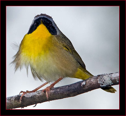 Common Yellowthroat