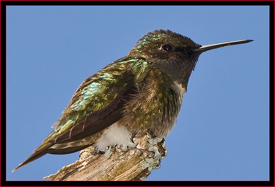 Ruby-throated Hummingbird