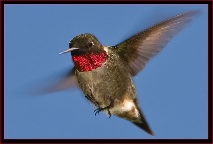 Ruby-throated Hummingbird in flight