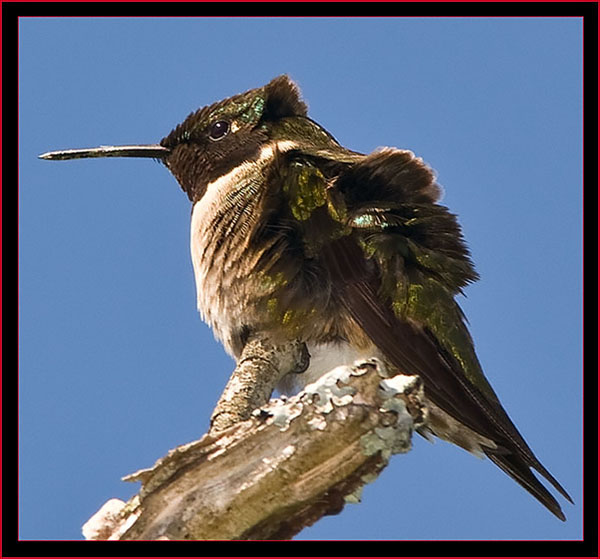 Ruby-throated Hummingbird