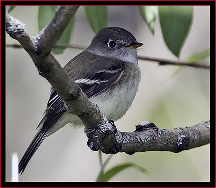 Least Flycatcher