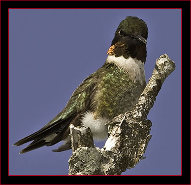 Ruby-throated Hummingbird